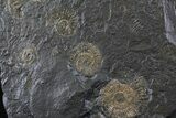 Dactylioceras Ammonite Cluster - Posidonia Shale #23167-1